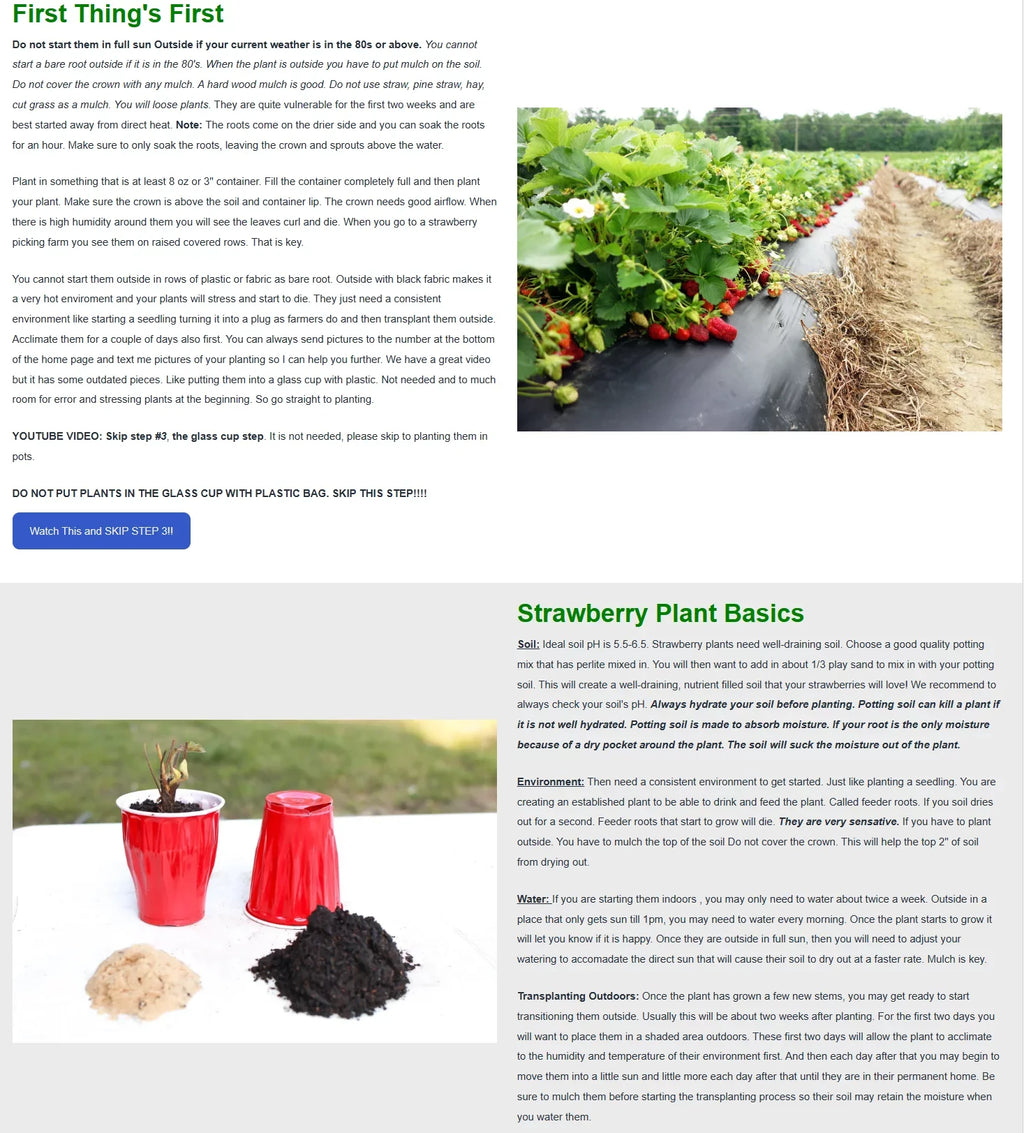 San Andreas Everbearing 100 Live Strawberry Plants, NON GMO,